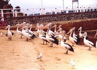Pelicans