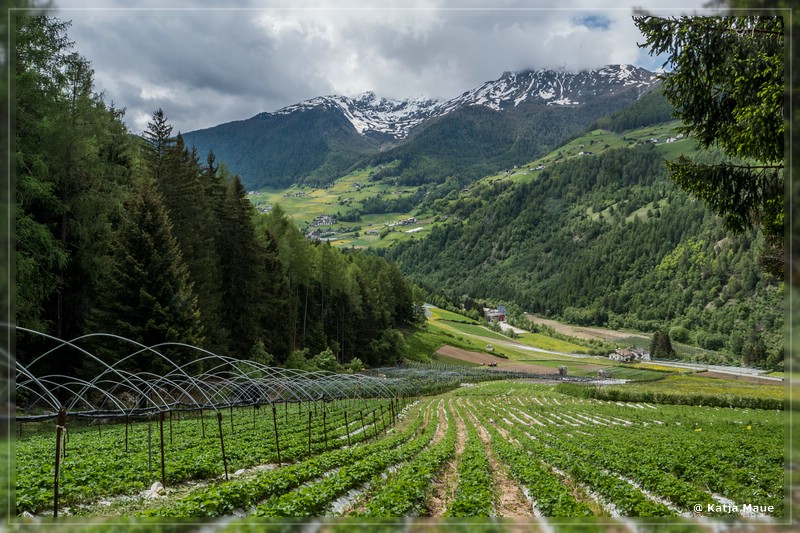 Erdbeerweg_Vinschgau_2018_03.jpg