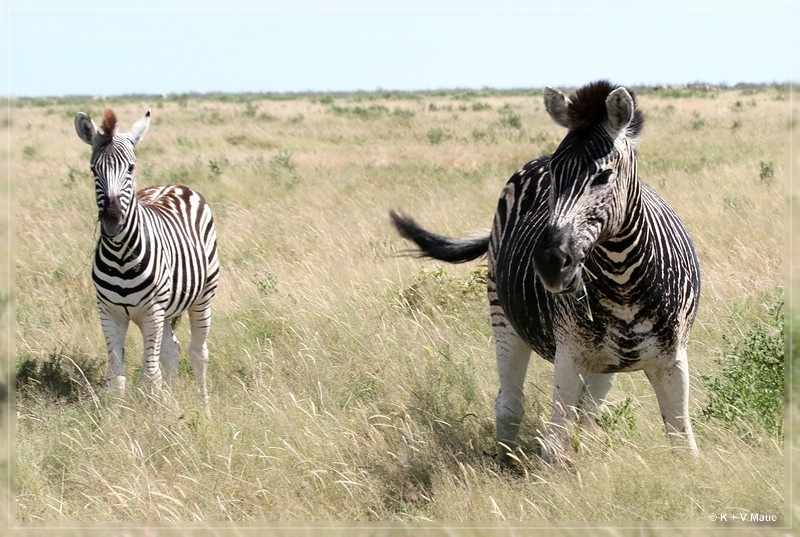 namibia_2010_428.jpg
