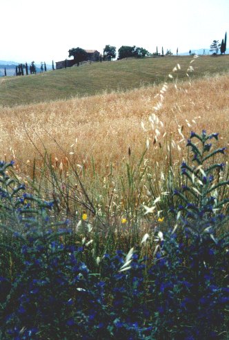 Tuscany Landscape