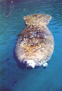 Manatee